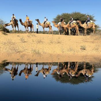 Evening camel safari experience near Jodhpur
