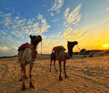 Osian Desert Camel Safari Jodhpur